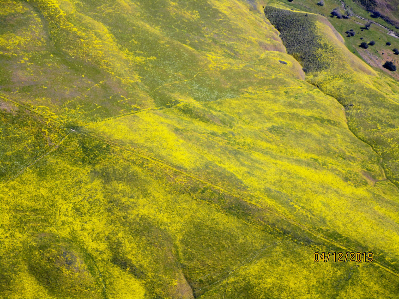 041319 Superbloom Soda Lake 02.jpg